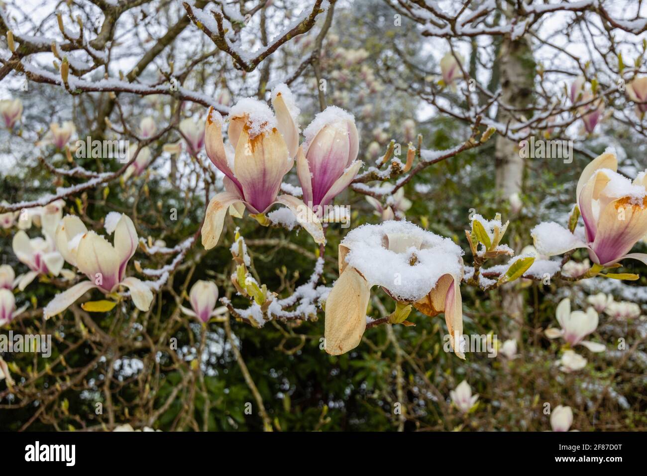 Magnolie: Marrone la magnolia fiorisce in un giardino a Surrey, nel sud-est dell'Inghilterra dopo la fine di metà aprile non stagionale gelo, neve e basse temperature Foto Stock