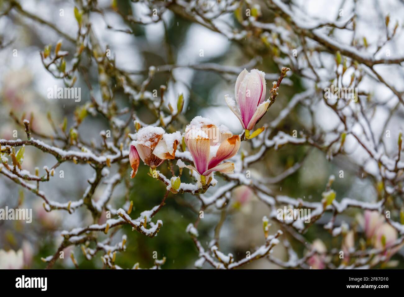 Magnolie: Marrone la magnolia fiorisce in un giardino a Surrey, nel sud-est dell'Inghilterra dopo la fine di metà aprile non stagionale gelo, neve e basse temperature Foto Stock