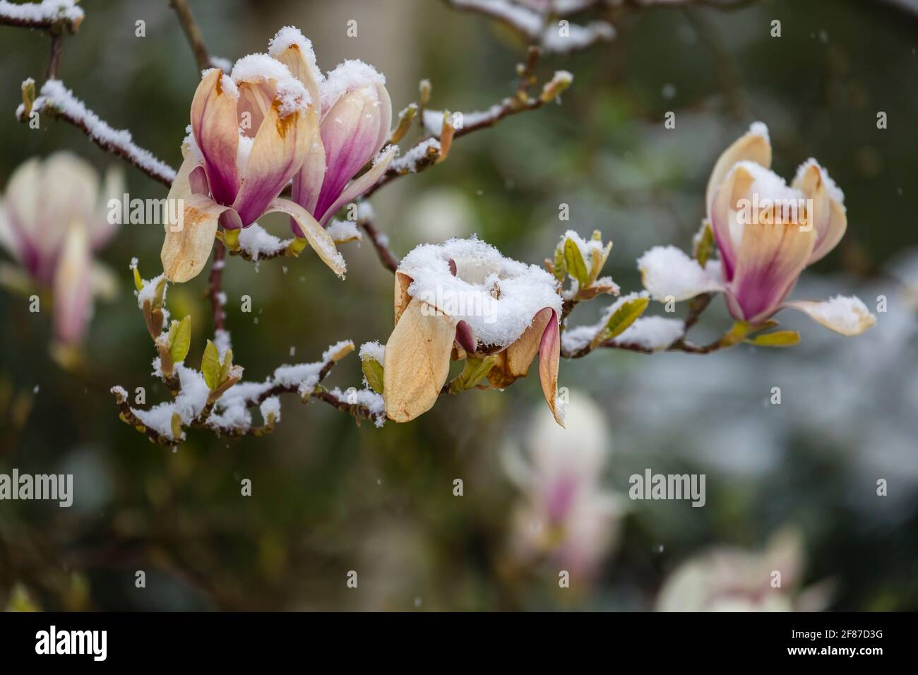 Magnolie: Marrone la magnolia fiorisce in un giardino a Surrey, nel sud-est dell'Inghilterra dopo la fine di metà aprile non stagionale gelo, neve e basse temperature Foto Stock