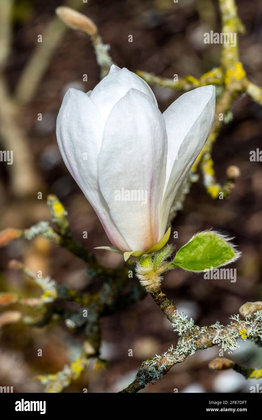 Magnolia Kobus 'Norman Gould' una pianta arbusto di primavera con fiore bianco primaverile, foto d'inventario Foto Stock