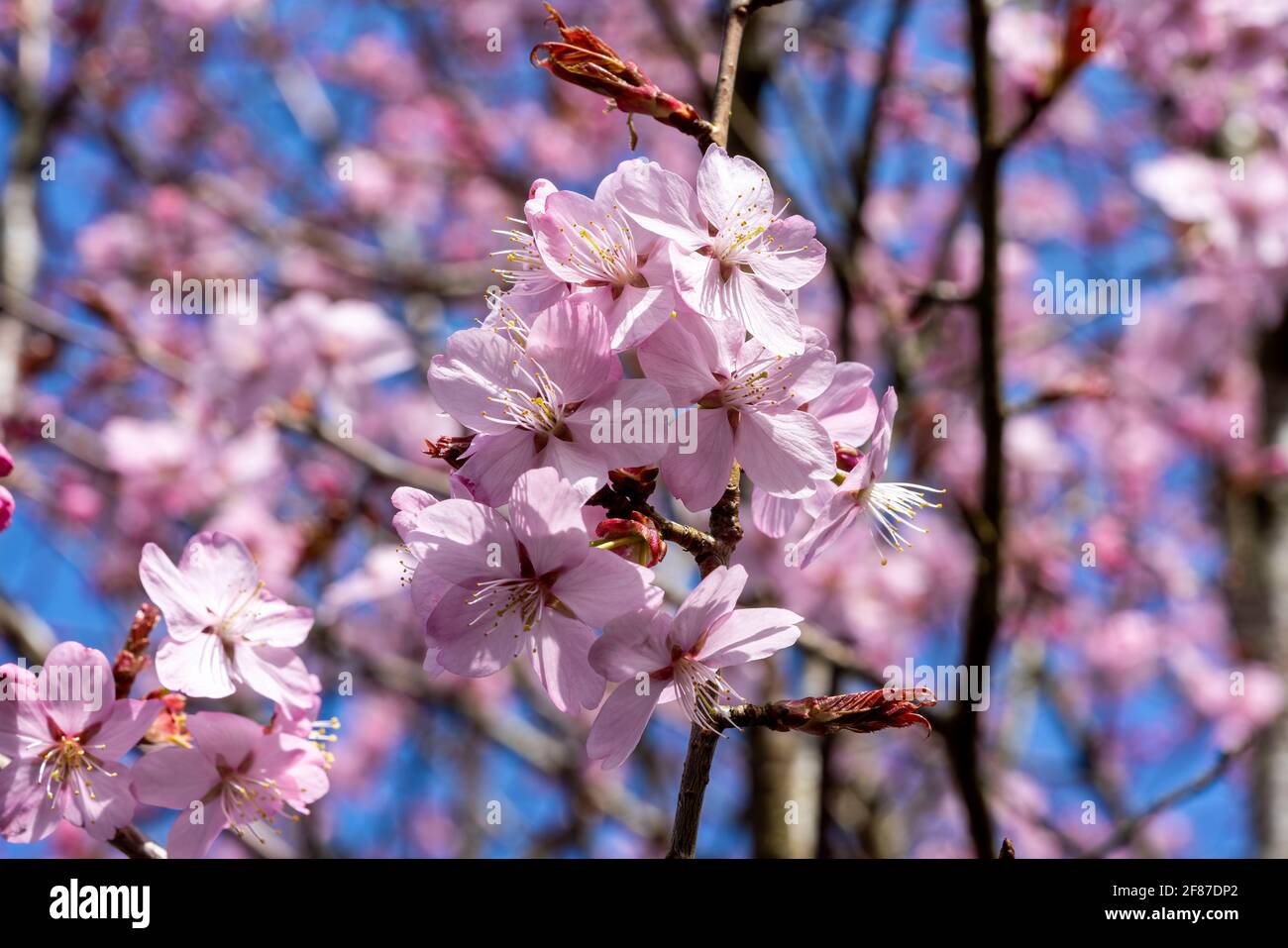 Prunus sargentii una pianta primaverile fiorente di ciliegio con fiore rosa nella stagione primaverile che è comunemente conosciuto come ciliegia di Sargent, s. Foto Stock