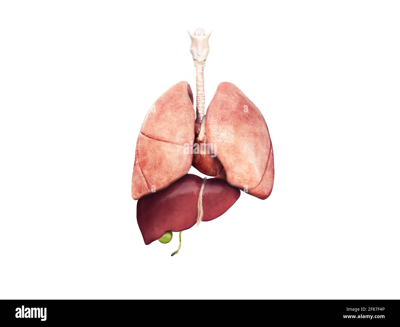 Cuore, polmoni, fegato, cistifellea, anatomia dell'organo umano Set di rappresentazione 3d Foto Stock