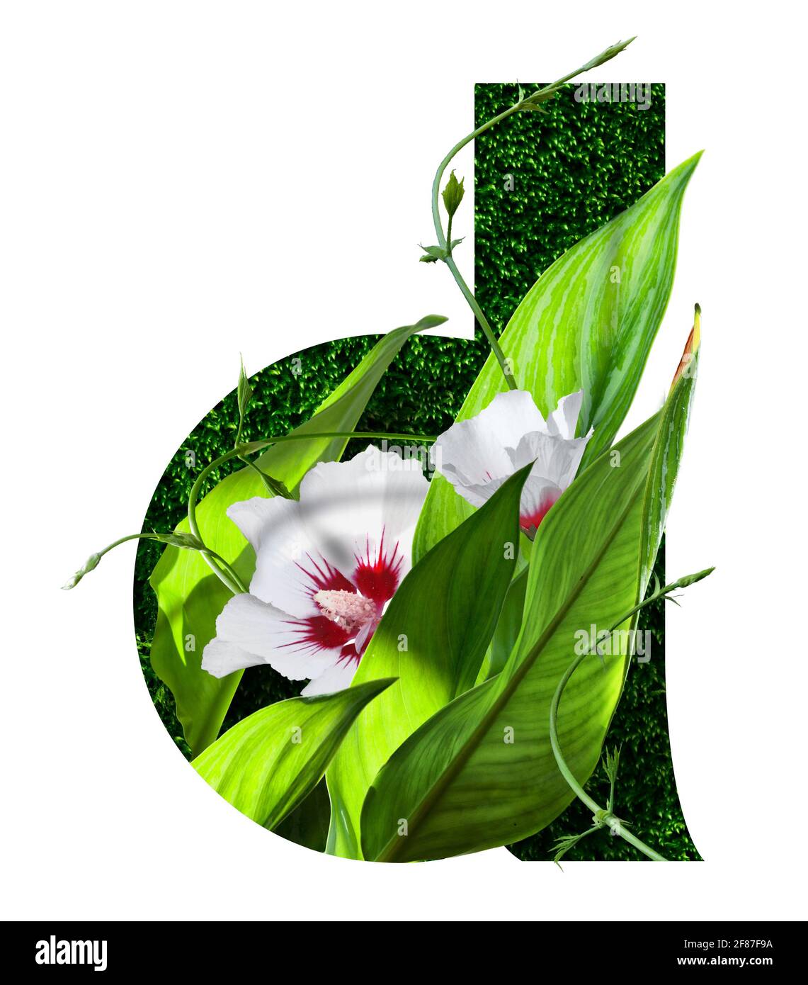font stilizzato immagini stock ad alta risoluzione, testo floreale, lettera d, isolato su sfondo bianco Foto Stock