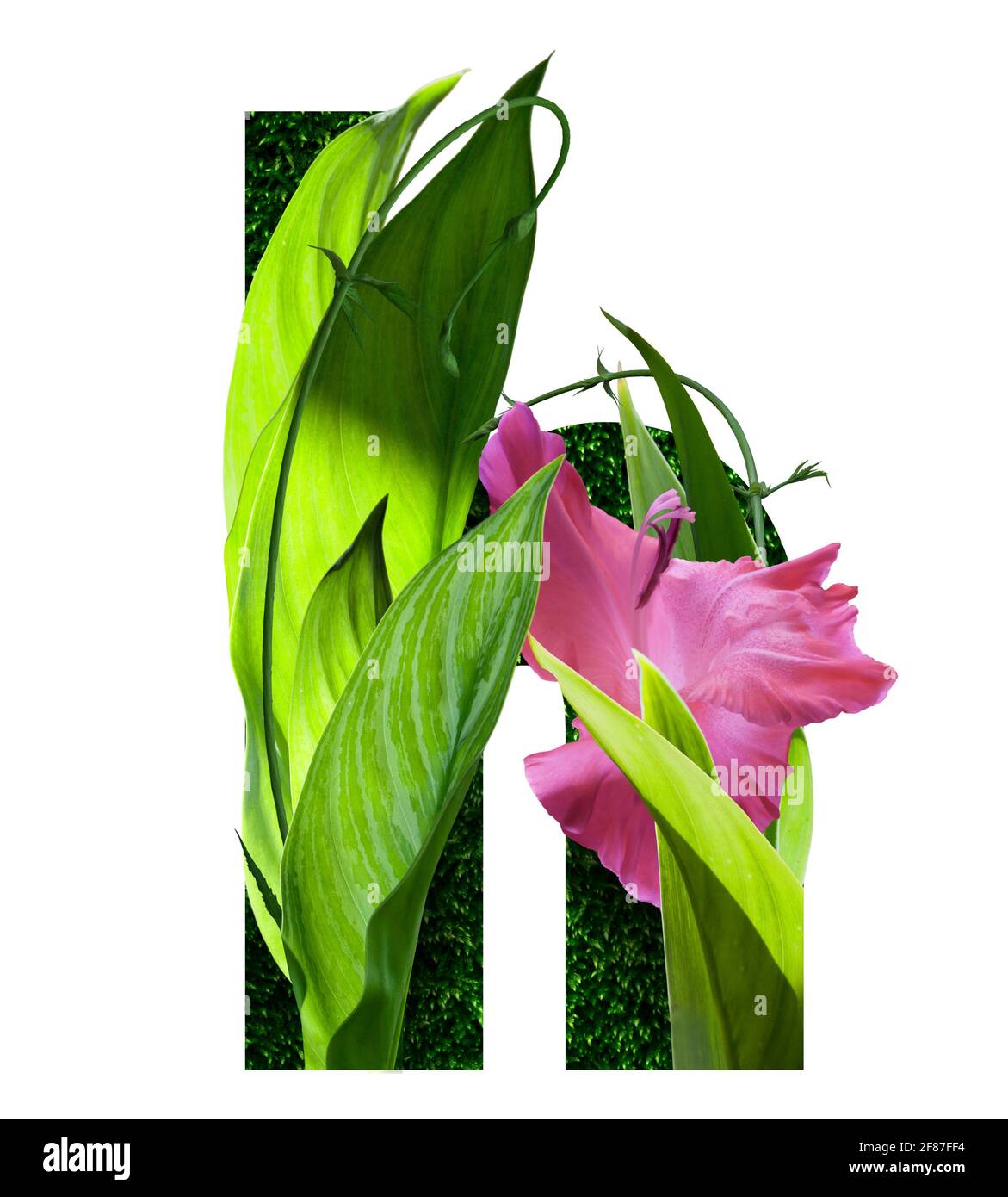 caratteri di fiore alfabeto h, fatto di fiori reali. Collezione di flora brillante font per la vostra decorazione unica in primavera, estate, inviti di nozze, gr Foto Stock