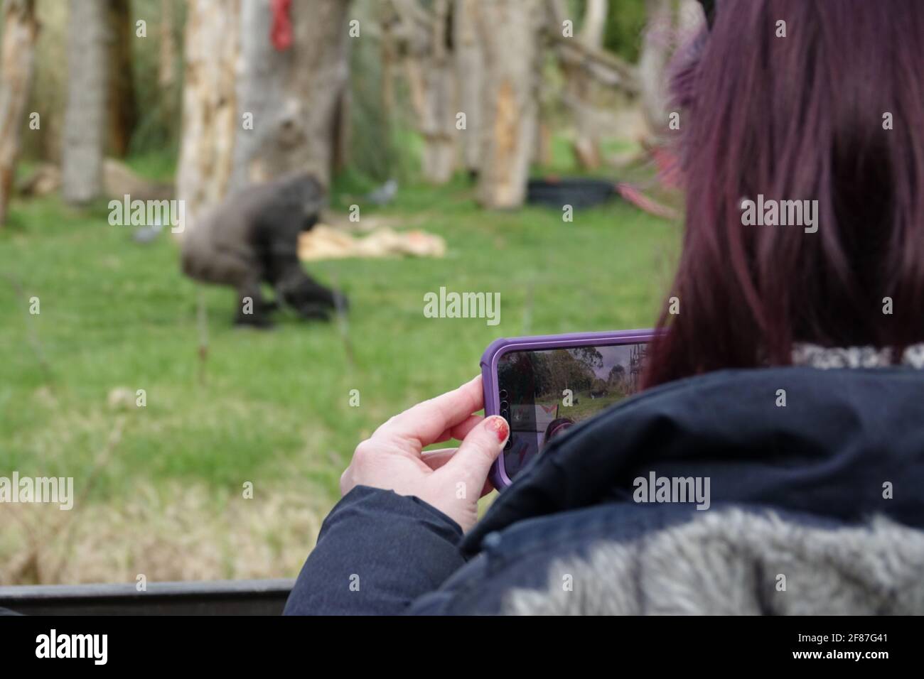 Londra, Regno Unito. 12 aprile 2021. Una famiglia ama i gorilla. I visitatori camminano attraverso lo zoo il giorno della riapertura dello ZSL London Zoo, il primo giorno in cui lo zoo è stato aperto al pubblico dal 4 gennaio 2021. Il governo del Regno Unito ha allentato le restrizioni del Covid-19 in Inghilterra, permettendo a negozi non essenziali, giardini zoologici e parchi safari di riaprire al pubblico dal 12 aprile 2021. Foto Stock