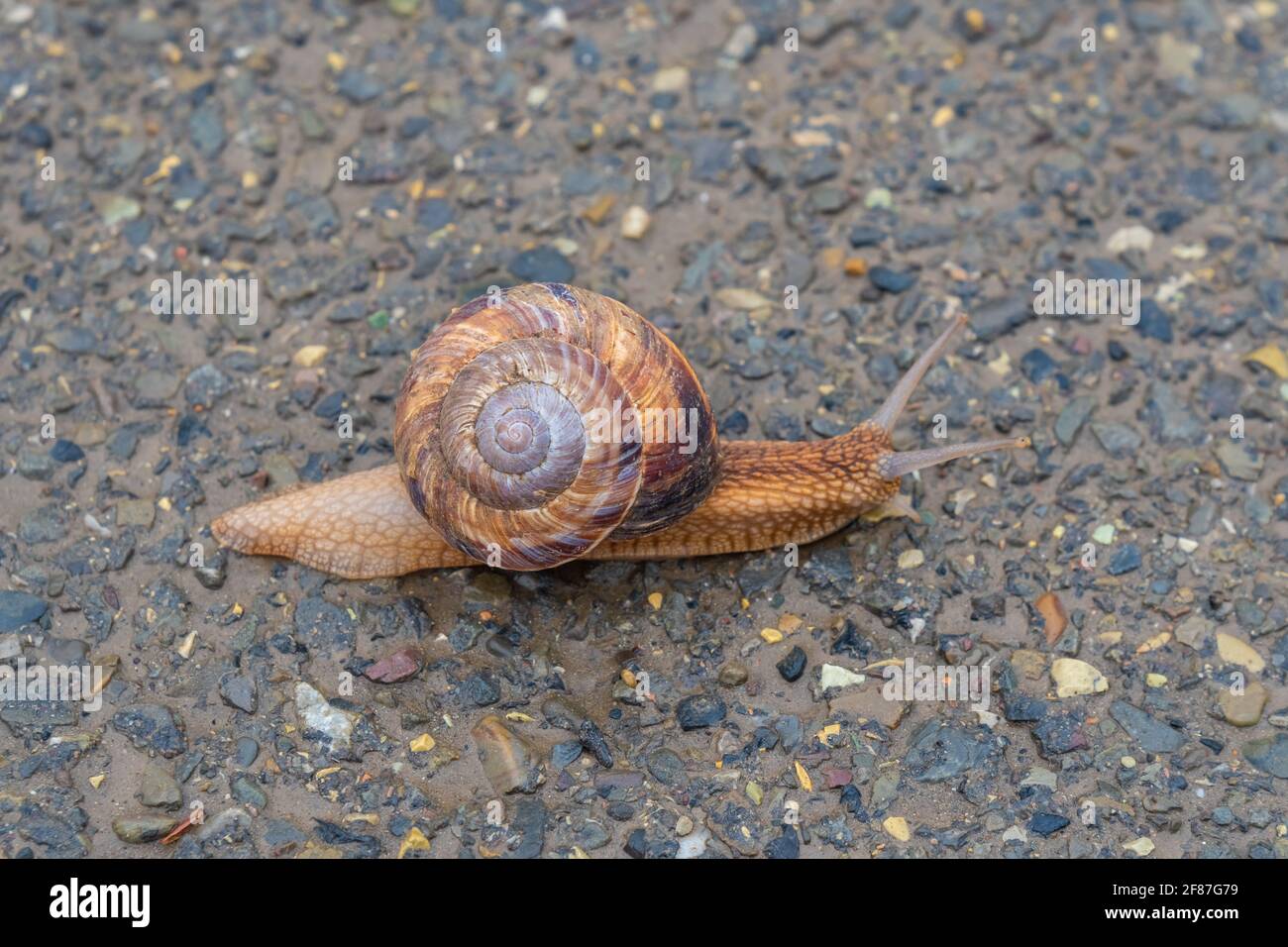 La lumaca si muove lentamente sull'asfalto Foto Stock
