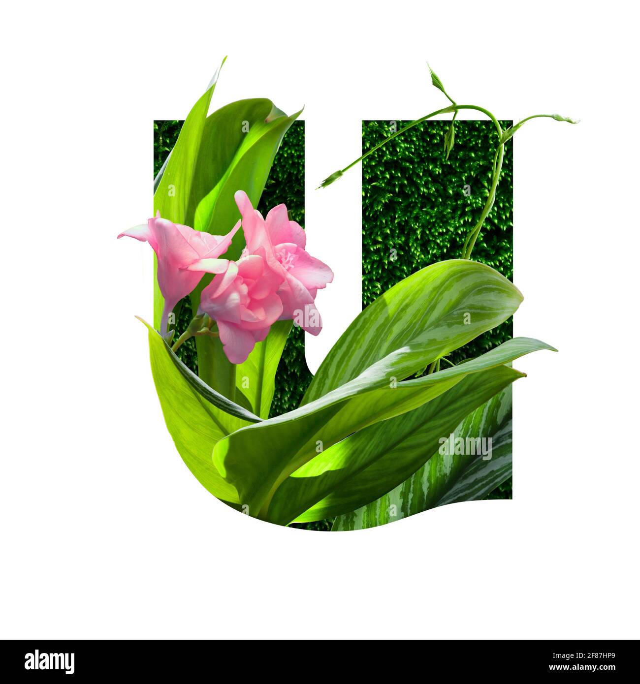 illustrazione dell'alfabeto floreale, lettera u. insieme di lettere con bouquet botanico. inviti di nozze, biglietti di auguri, compleanno, logo, poster altre idee Foto Stock