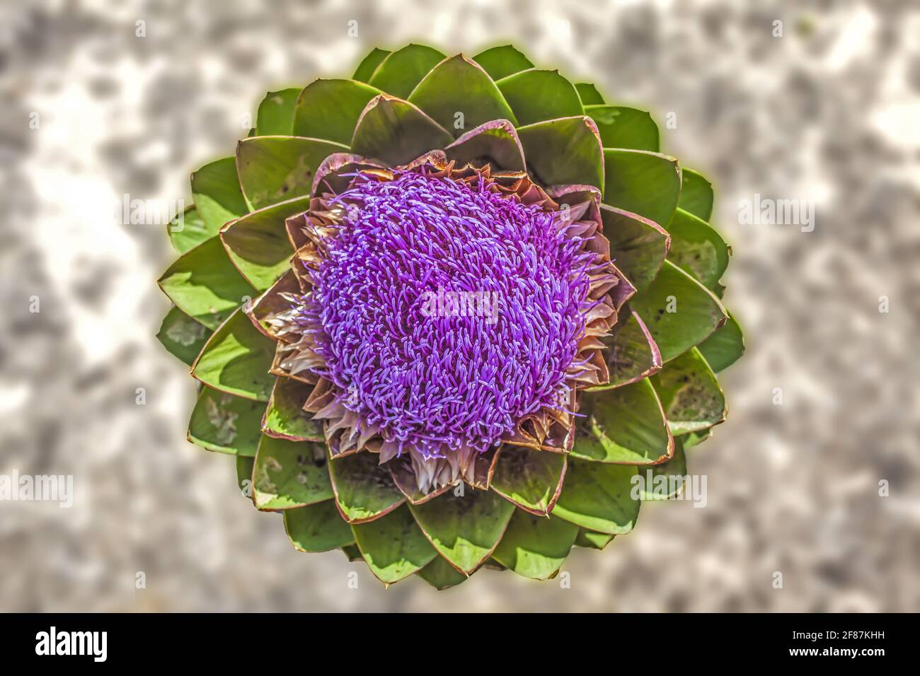 Carciofo fiore Macro Foto dall'alto. Composizione centrale dei colori viola vivace e verde su sfondo sfocato Foto Stock
