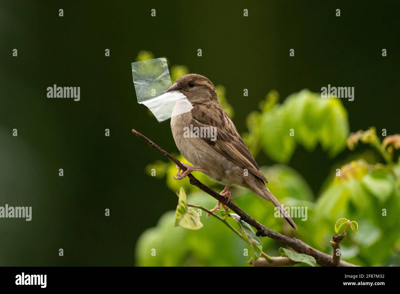 Un passero della casa che trasporta un pezzo di plastica al nido Foto Stock