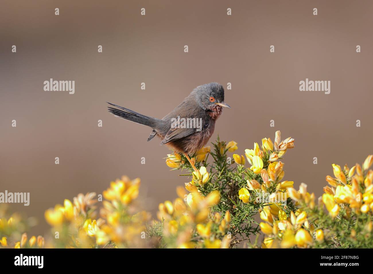 Il Warbler di Dartford è un tipico Warbler proveniente dalle parti più calde dell'Europa occidentale e dell'Africa nordoccidentale. Foto Stock