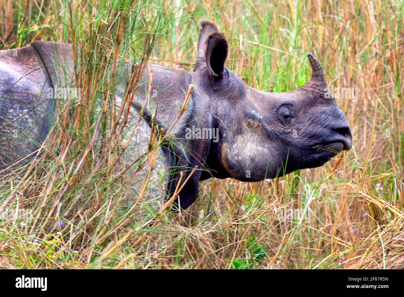 Rinoceronte, rinoceronti indiani, rinoceronti asiatici, rinoceronti unicorniti, paludi, Royal Bardia National Park, Bardiya National Park, NEP Foto Stock