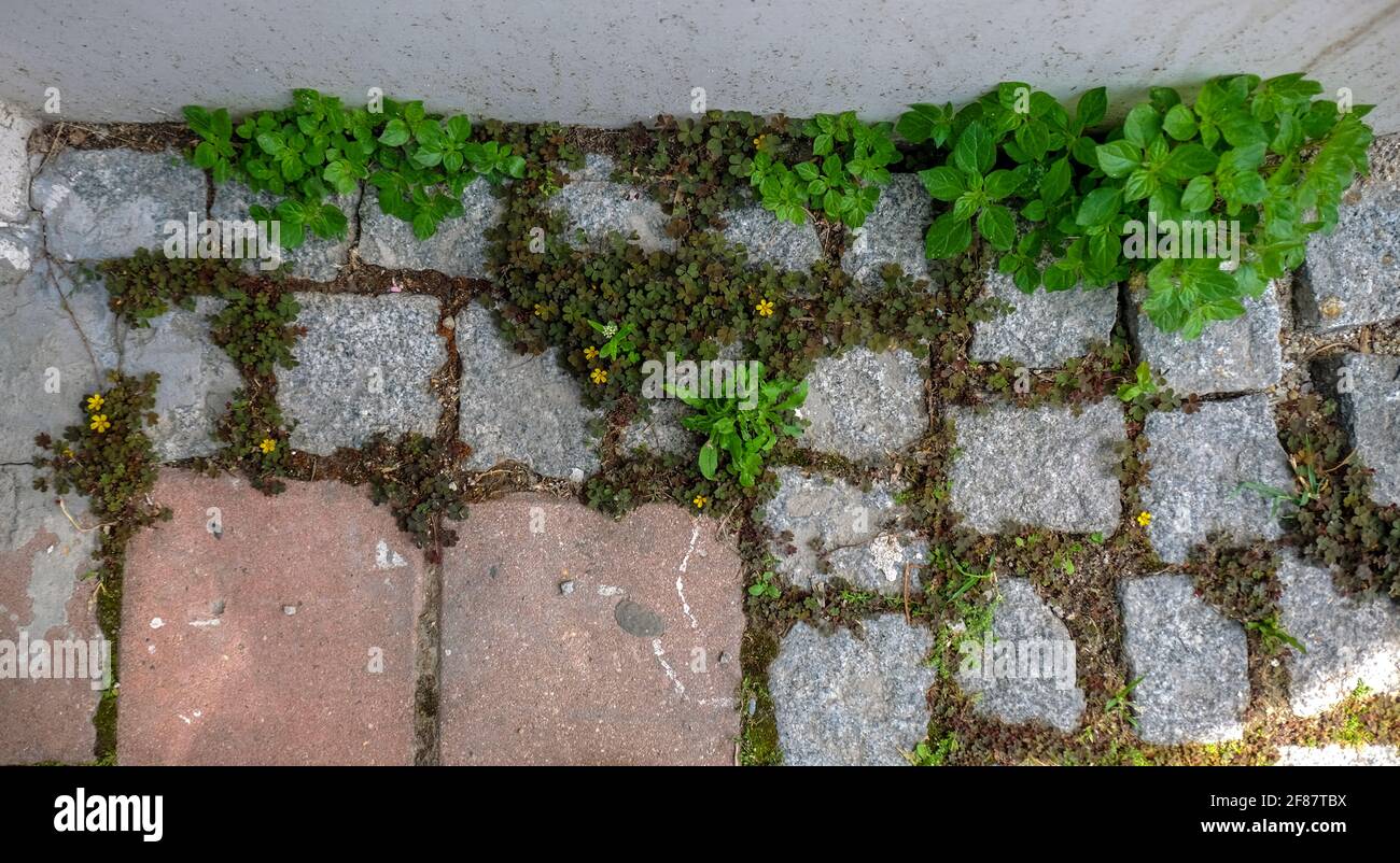 Erbe e fiori che crescono tra le pietre della strada. Fuoco selettivo, nessun corpo Foto Stock
