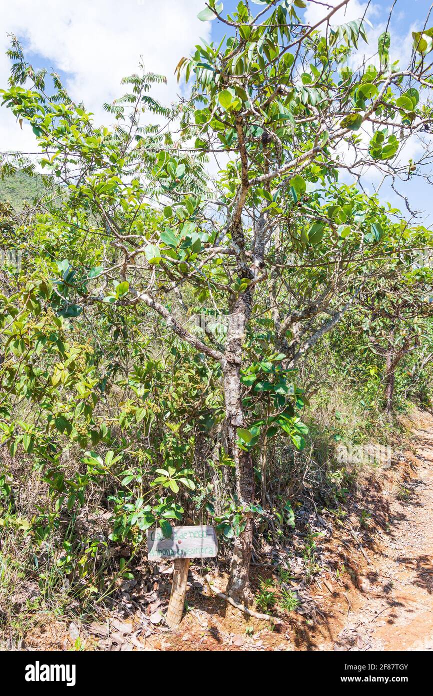 São Roque de Minas - MG, Brasile - 14 dicembre 2020: Scheda informativa con il nome popolare e scientifico dell'albero su un sentiero della Riserva Naturale Foto Stock