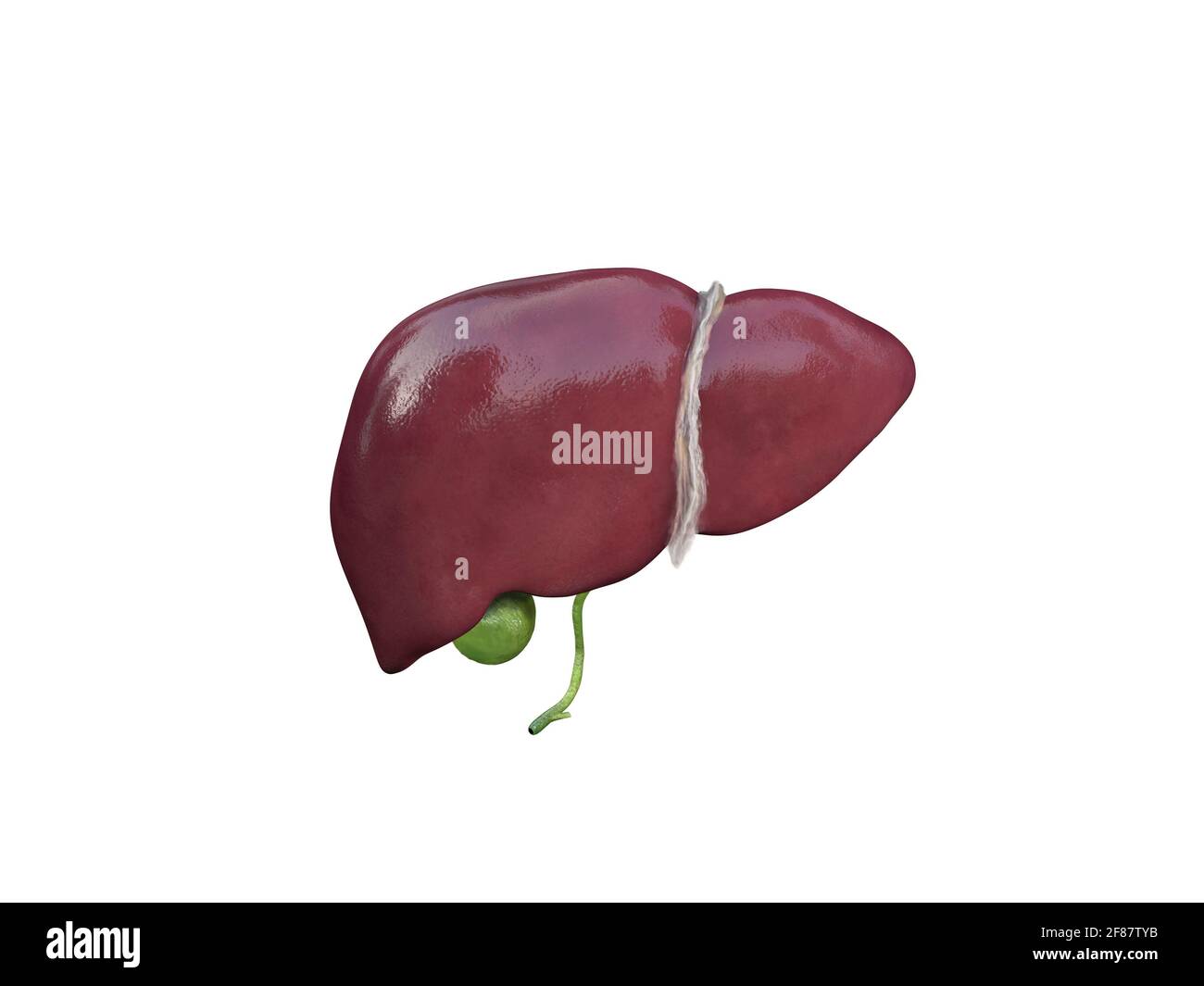 Struttura anatomica del fegato e della colecisti. Organo del sistema epatico, fegato umano per farmaci, farmacia e progettazione didattica. Rendering 3D, rapporto illuminazione Foto Stock
