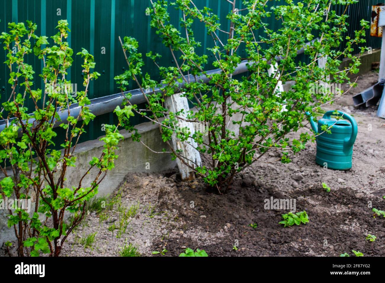 La lattolina per innaffiare verde è in piedi su un letto. Verdi. Giardinaggio e agricoltura. Terreno di fondo offuscato. Giovani piante di fragole e cespuglio corrente. OU Foto Stock