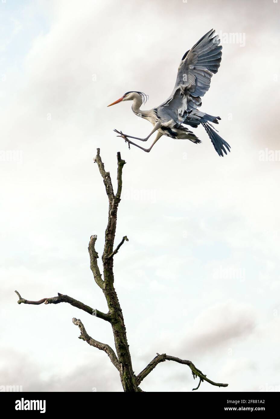 Bellissimo airone blu selvaggio grande uccello alato che scivola nell'atterraggio con grazia sulla cima dell'albero con cielo di tramonto dietro. Ali di cicogna massicce gambe lunghe collo Foto Stock