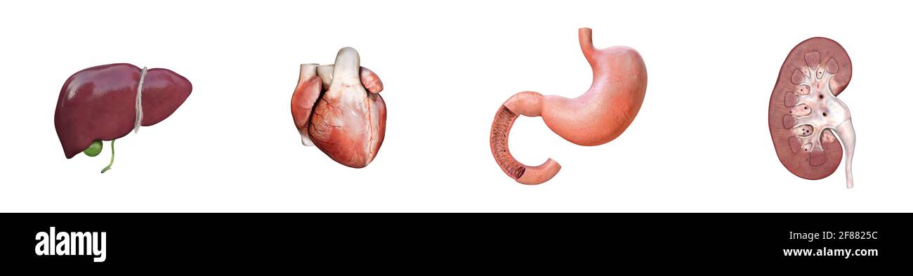 Cuore umano, fegato, stomaco, rene. Medicina, organi interni 3d icona set illustrazione di rendering Foto Stock