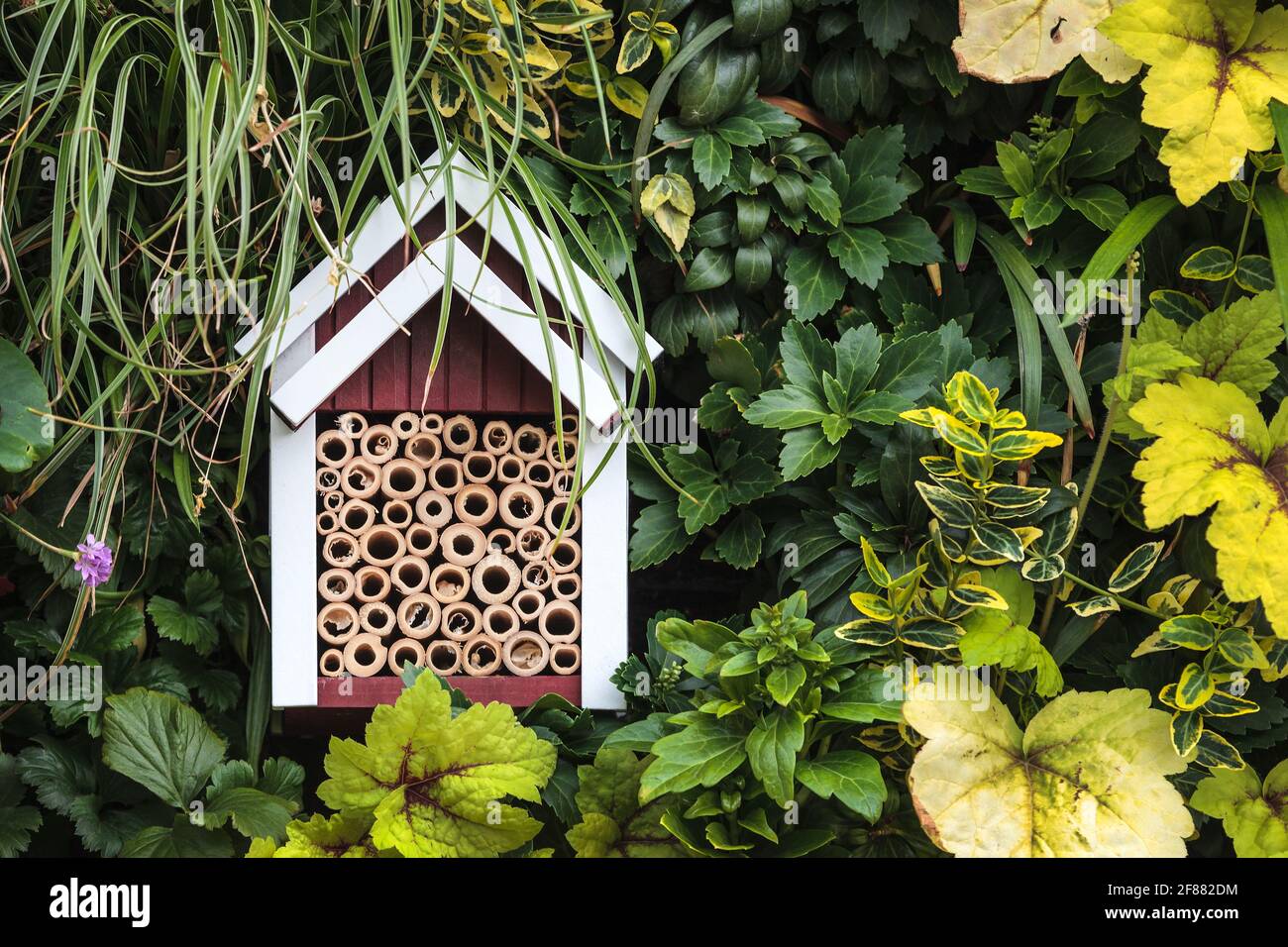 Bianco e marrone nsect casa rifugio tra piante da giardino Foto Stock