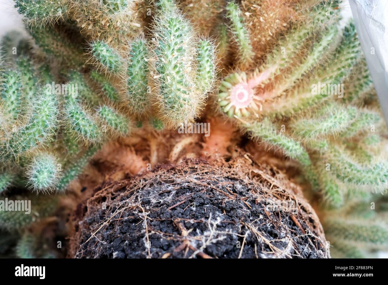 Un grande cactus ad ago sottile, impresso in un sacchetto per la spazzatura. Chiudi Foto Stock