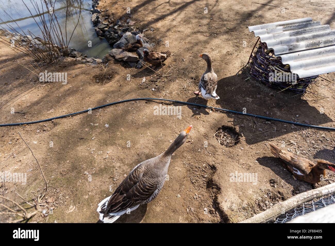 Oca guardando la macchina fotografica - divertente oca bianca che allunga la sua collo su recinzione wattled twig da un piccolo uccello tedesco fattoria Foto Stock