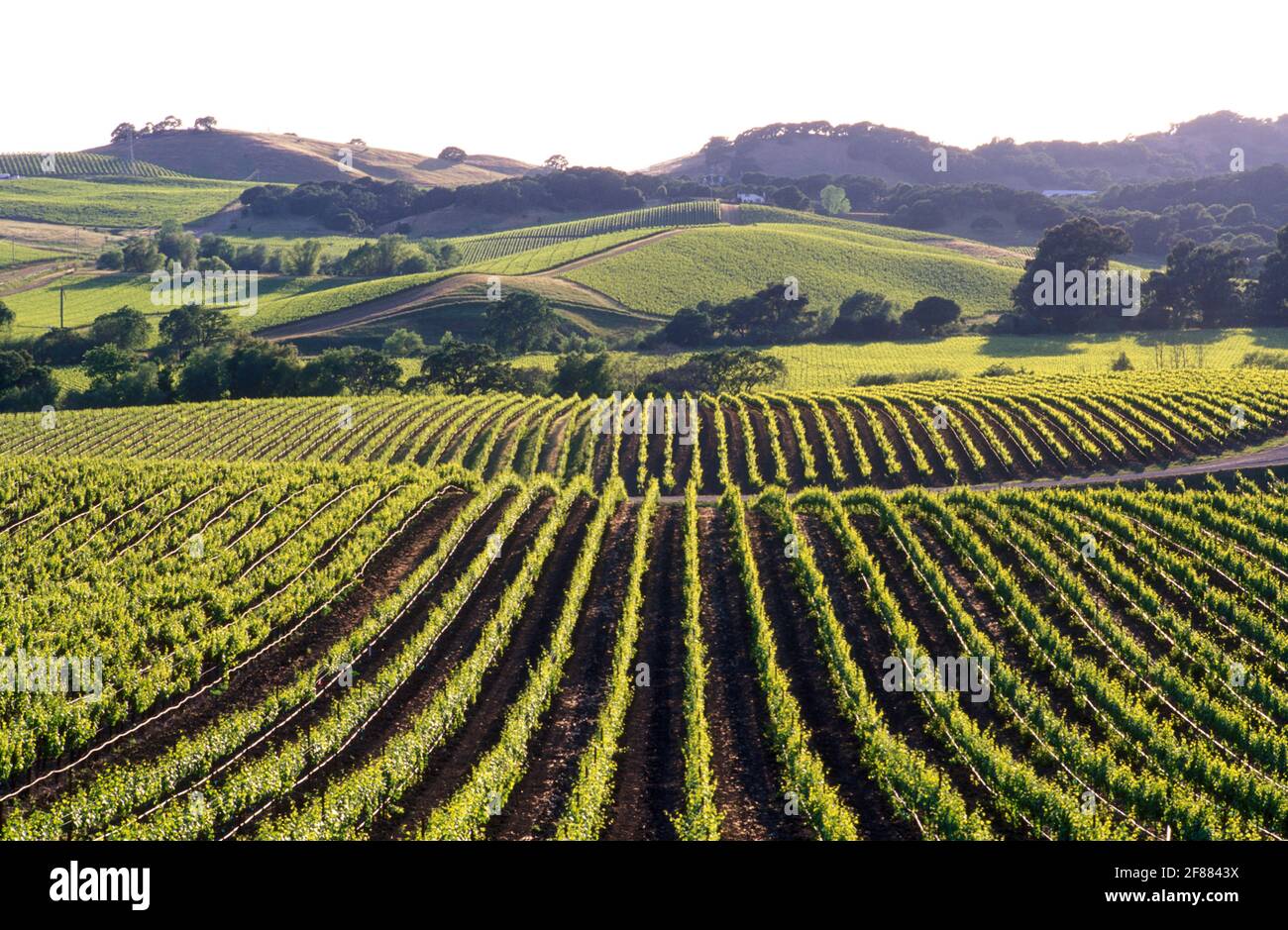 USA, California, Napa Valley, Carneros Valley Vineyards Foto Stock