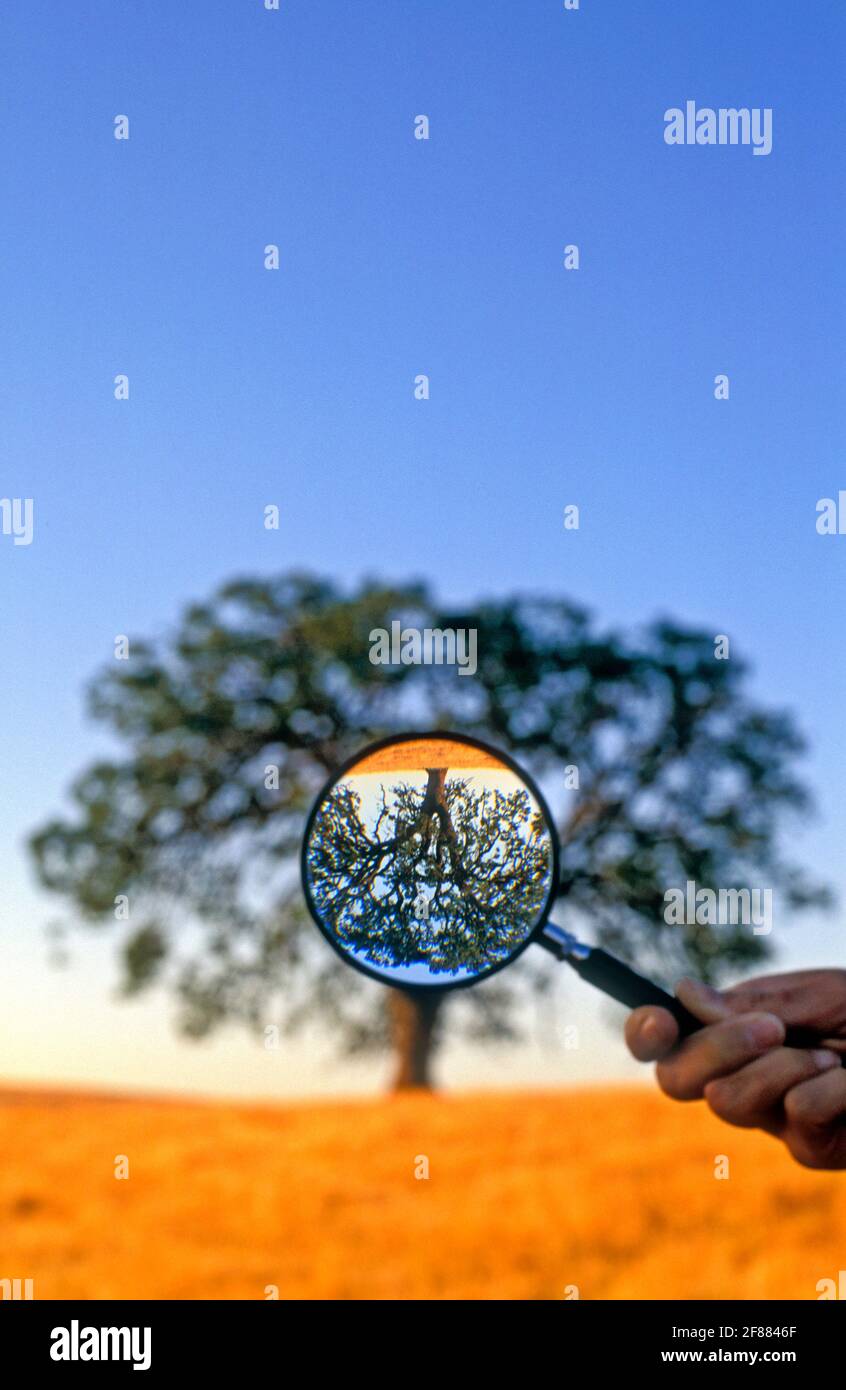 USA, California, Paso Robles, quercia vista con lente d'ingrandimento, immagine invertita dell'albero, immagine concettuale "look closer" Foto Stock