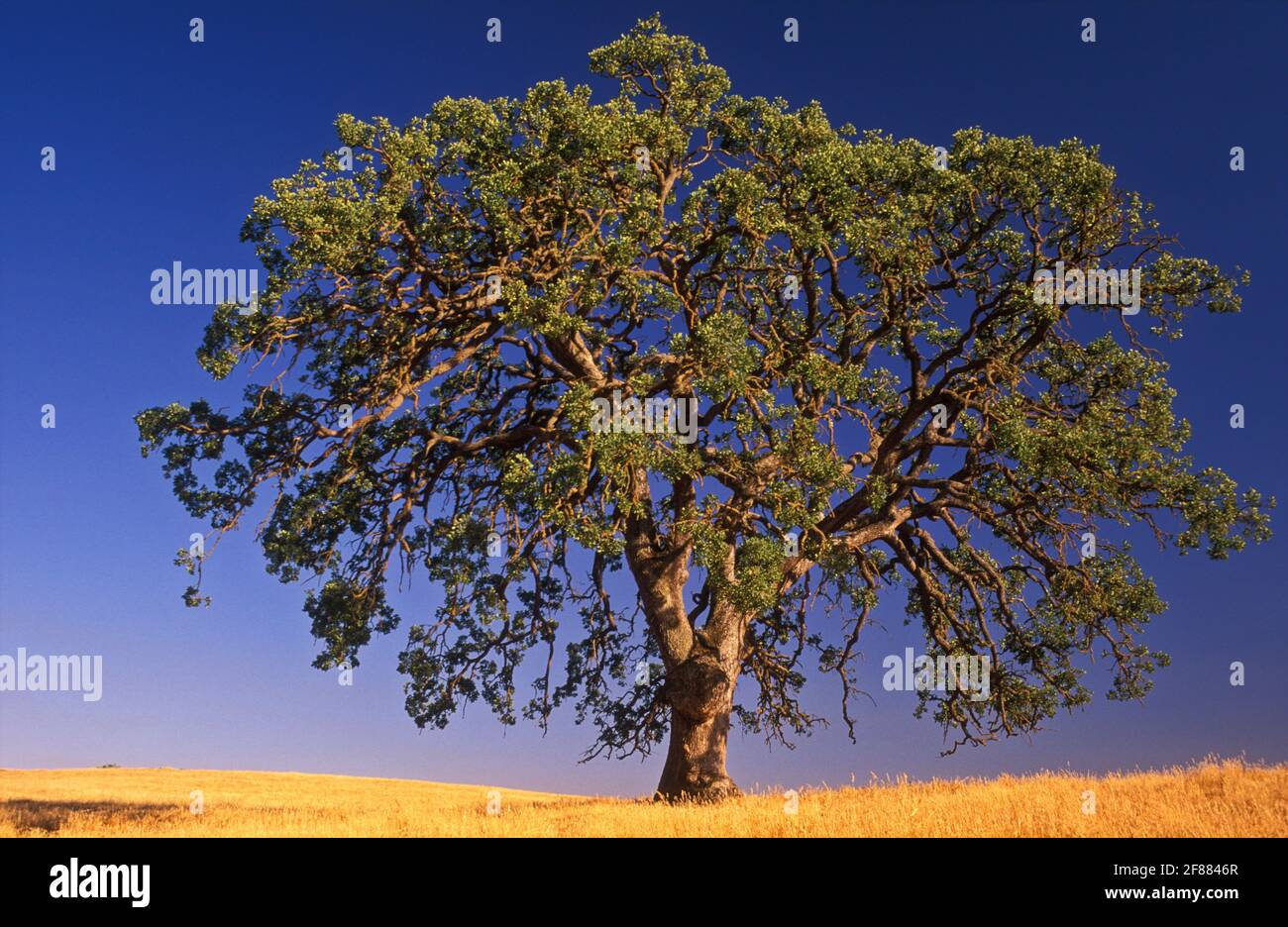 USA, California, Paso Robles, quercia albero contro un cielo blu Foto Stock