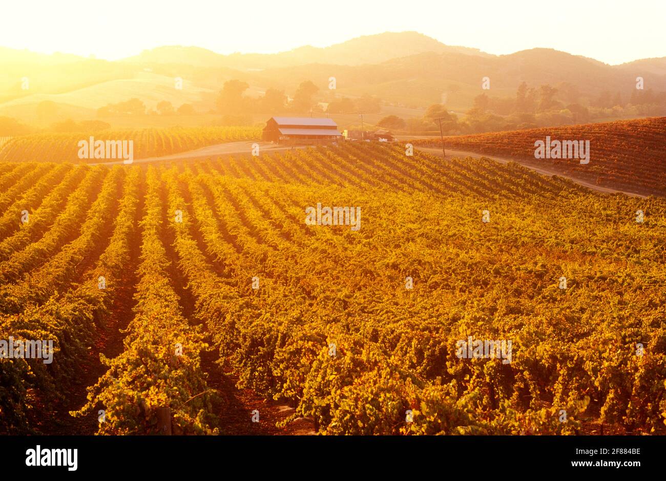 USA, California, Napa Valley, Carneros Valley, vigneti al tramonto Foto Stock