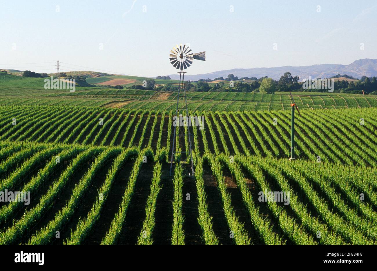 USA, California, Napa Valley, Carneros Valley, vigneti con mulino a vento Foto Stock