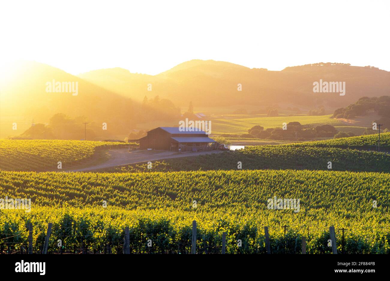 USA, California, Napa Valley, Carneros Valley, vigneti e fienile al tramonto Foto Stock