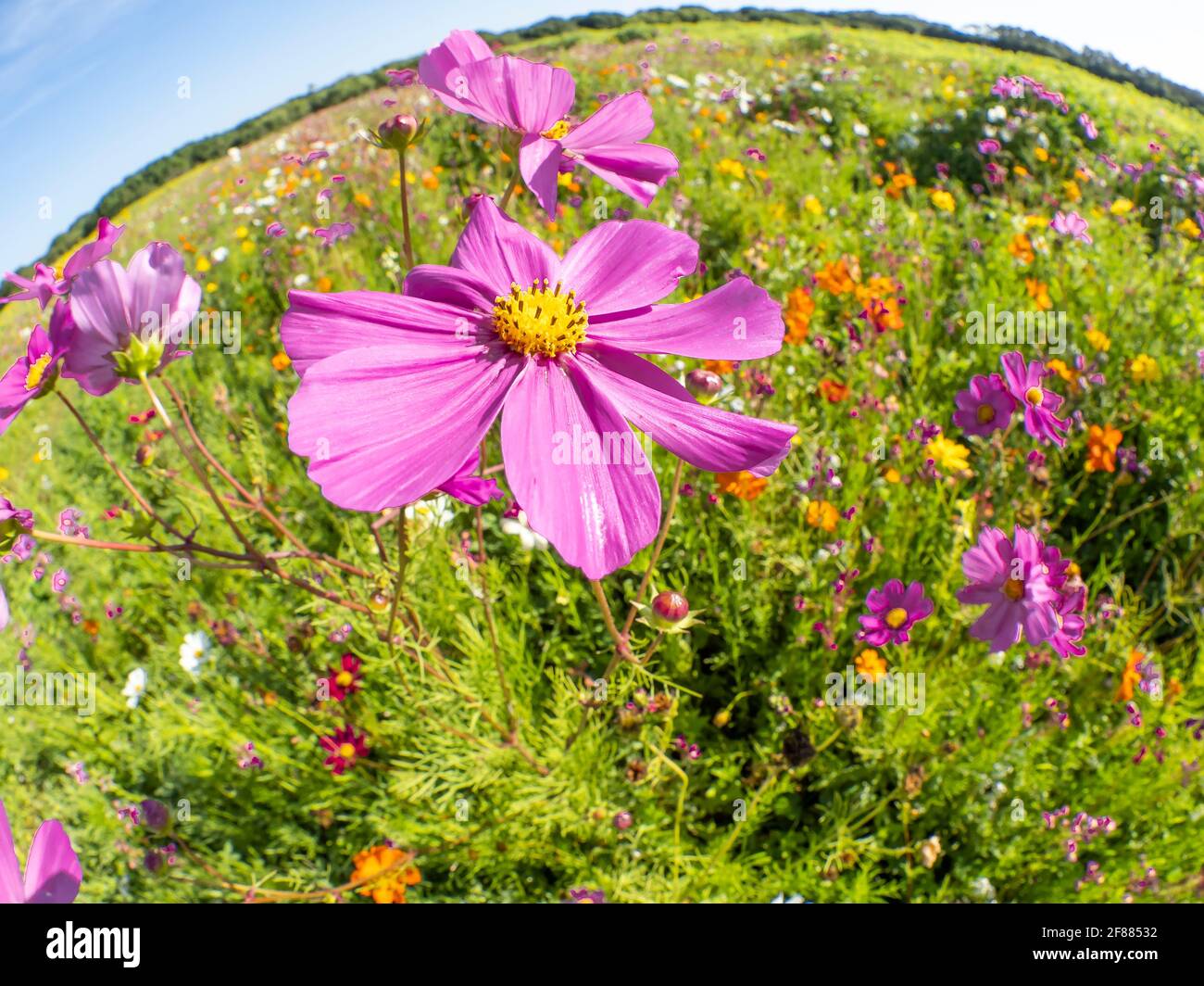Pink Zinnia fiori selvatici in un campo di fiori selvatici preso con un lente fisheye Foto Stock Pink Zinnia fiori selvatici in un campo di fiori selvatici preso con un lente fisheye Foto Stock