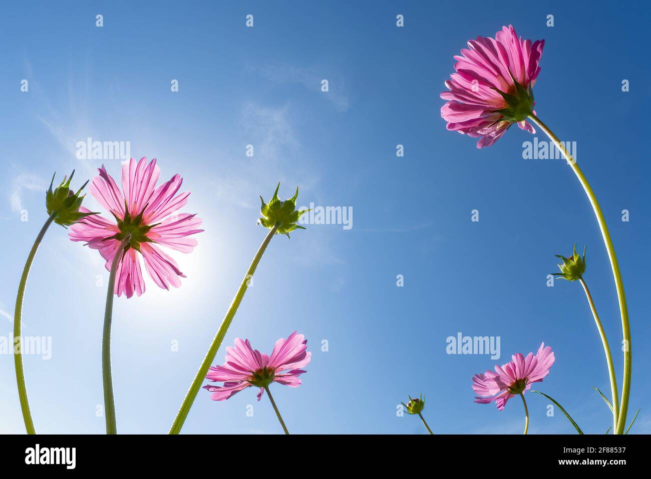 Zinnie visto dal basso contro un cielo blu Foto Stock Zinnie visto dal basso contro un cielo blu Foto Stock