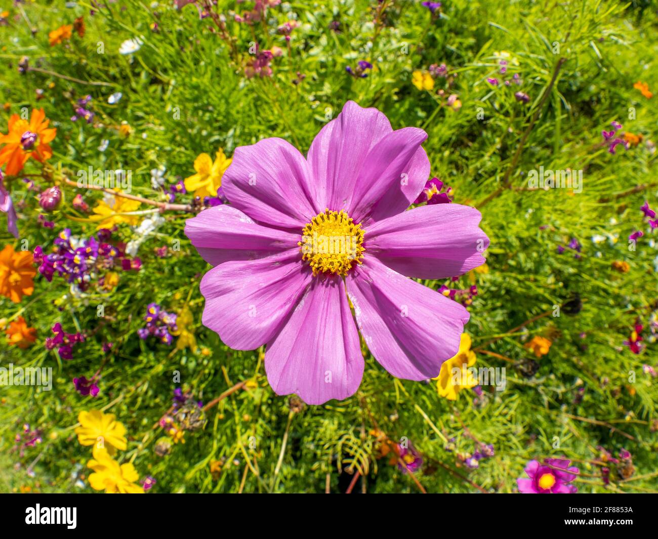 Singolo fiore selvatico di Zinnia in un campo di fiori selvatici visto dall'alto Foto Stock Singolo fiore selvatico di Zinnia in un campo di fiori selvatici visto dall'alto Foto Stock