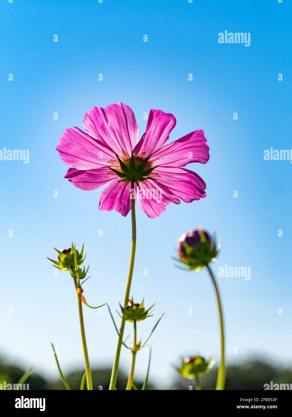 Un singolo fiore selvatico di Zinnia con nuove gemme viste dal basso contro un cielo blu Foto Stock Un singolo fiore selvatico di Zinnia con nuove gemme viste dal basso contro un cielo blu Foto Stock
