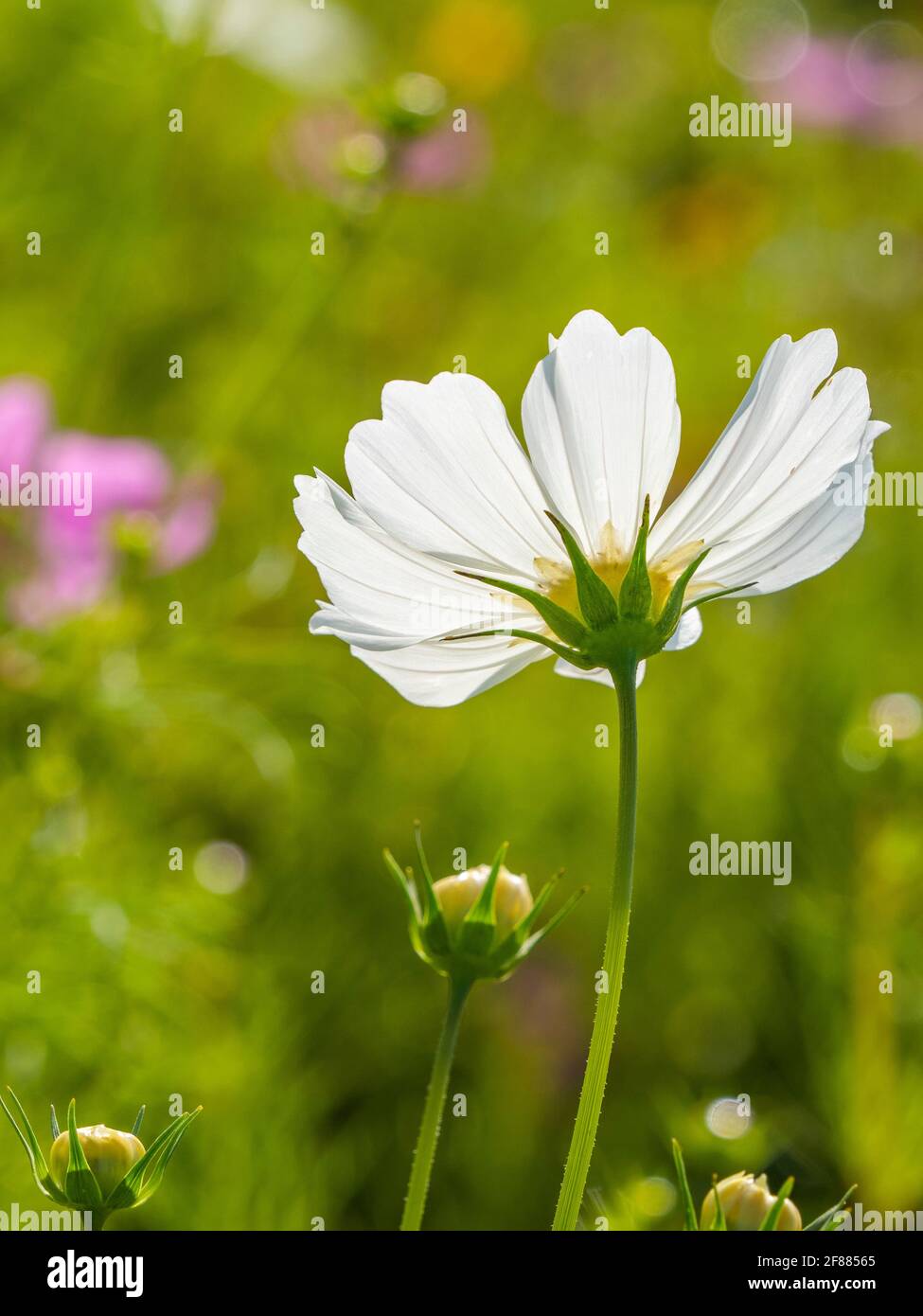 Un singolo aganista Zinnia retroilluminato uno sfondo verde Foto Stock