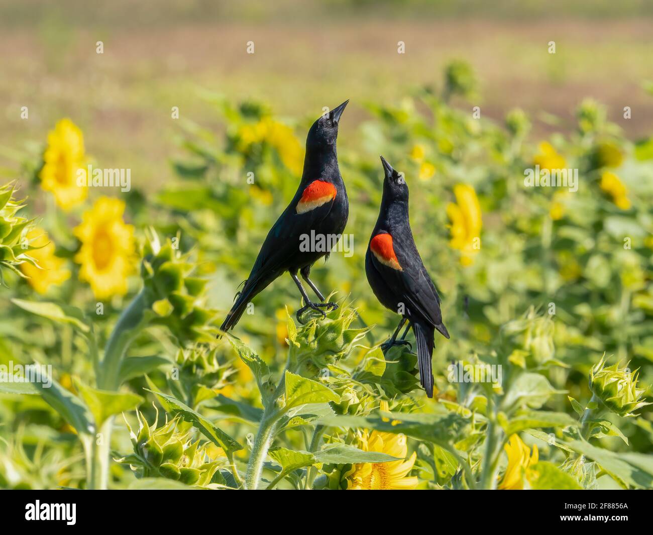 Un paio di uccelli neri alati rossi (Agelaius phoeniceusin) in un campo di girasole Foto Stock Un paio di uccelli neri alati rossi (Agelaius phoeniceusin) in un campo di girasole Foto Stock