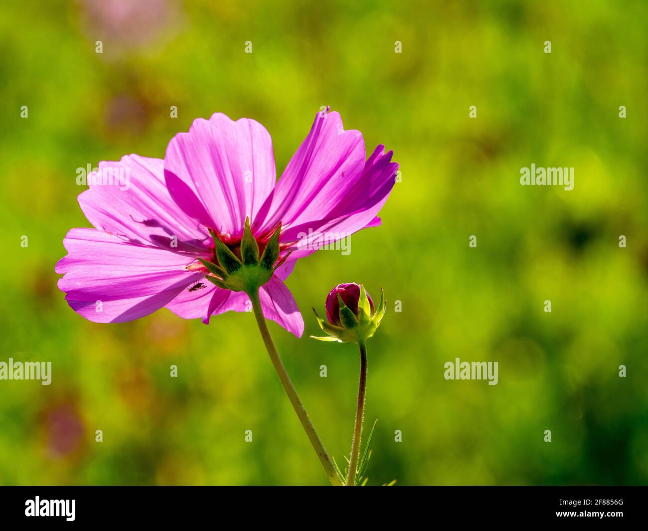 Un singolo aganista Zinnia retroilluminato uno sfondo verde Foto Stock