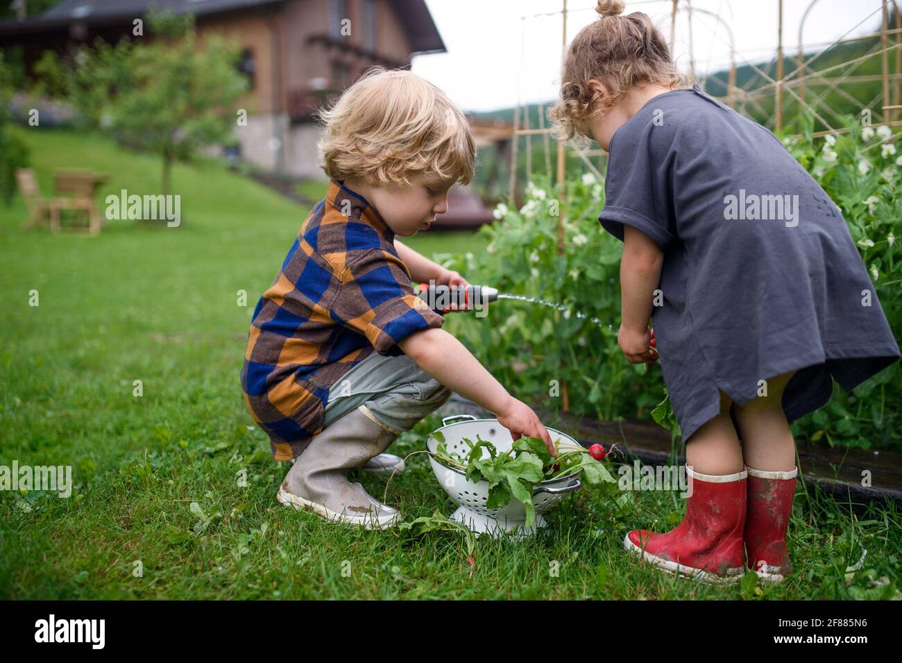 Due bambini piccoli in orto, stile di vita sostenibile. Foto Stock