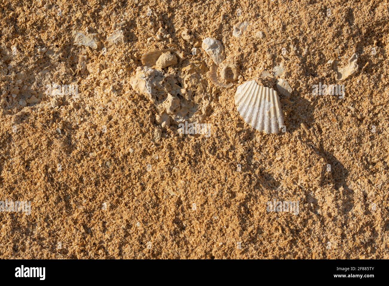 Arenaria porosa forma uno sfondo marrone in cui pezzi di una conchiglia sono cotti al forno Foto Stock