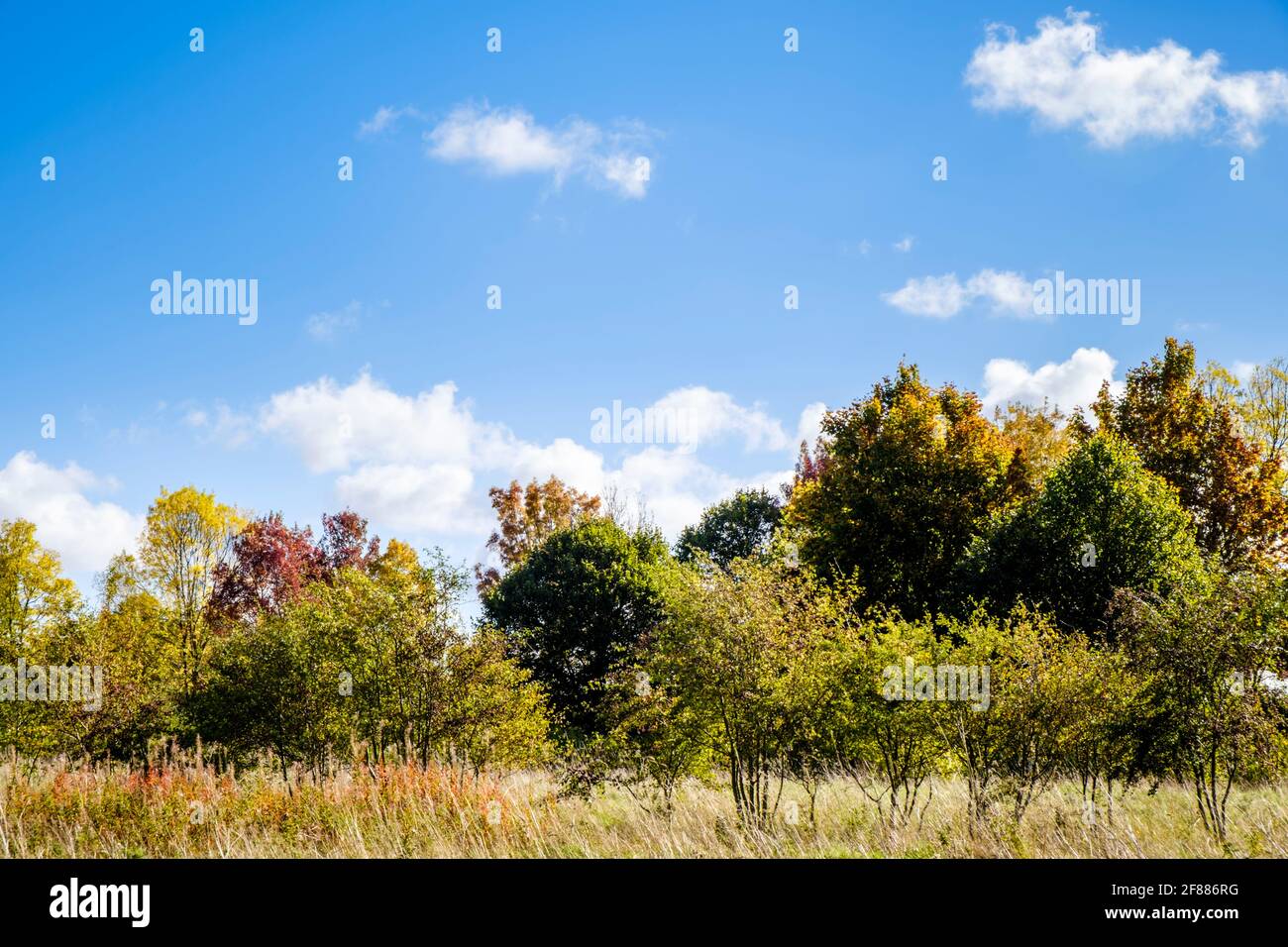 Alberi e praterie al sole d'autunno al Rushcliffe Country Park, Ruddington, Nottinghamshire, Inghilterra, Regno Unito Foto Stock