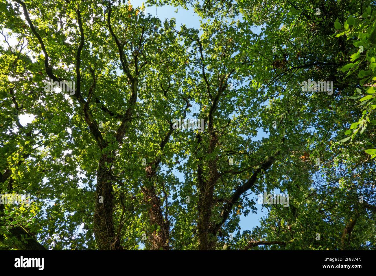 Bella giornata di sole nella foresta verde Foto Stock
