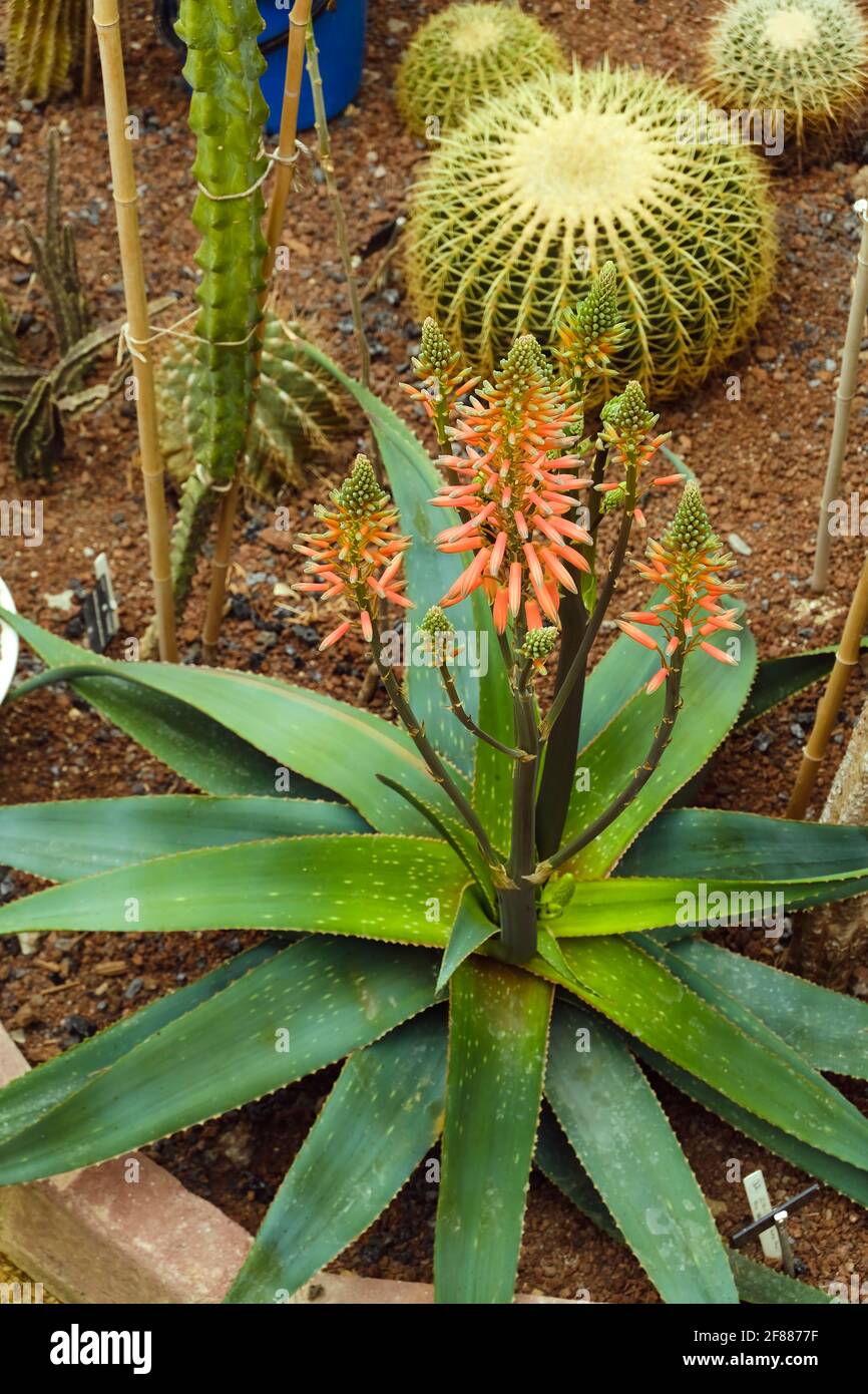 Varietà di aloe vera e cactus fiorite in una serra. Foto Stock