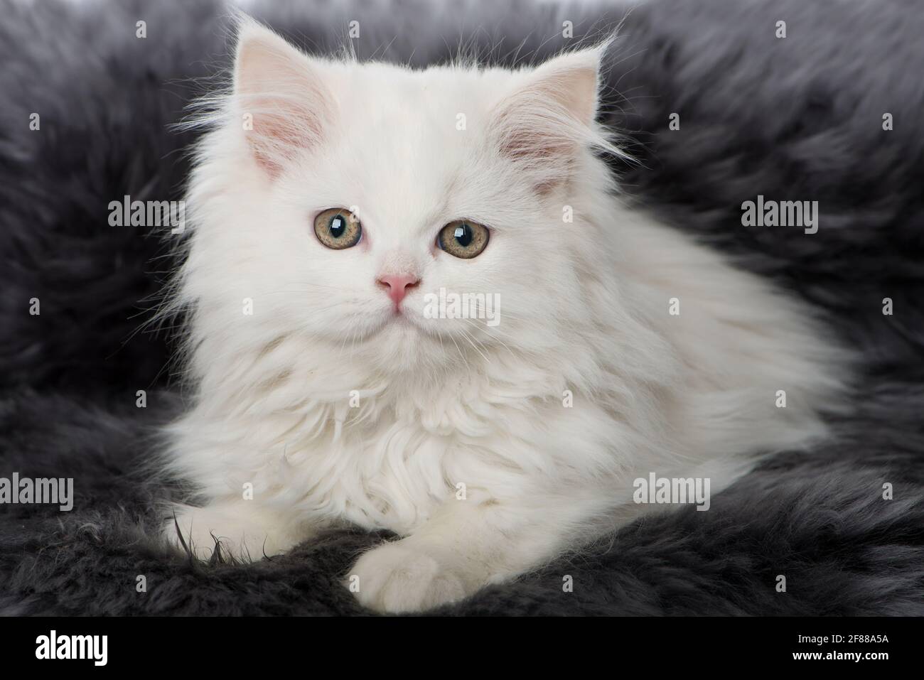 Carino gattino su una pelliccia di pecora Foto Stock