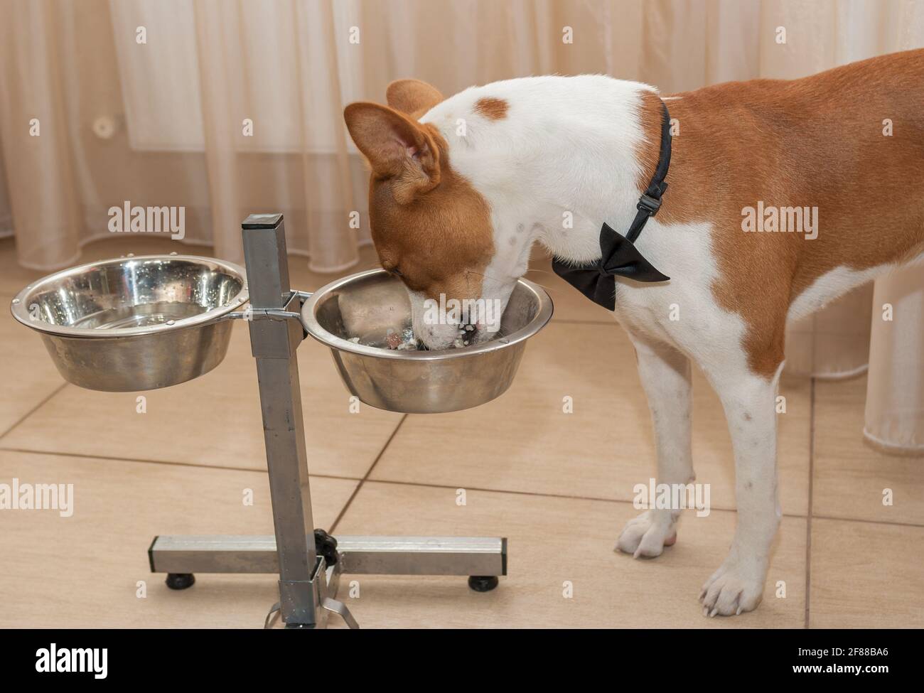 Elegante e affamato cane basenji mettere il suo muso in cotto riso mescolato con carne di pollo situata nell'alimentazione del nuovo animale domestico luogo Foto Stock