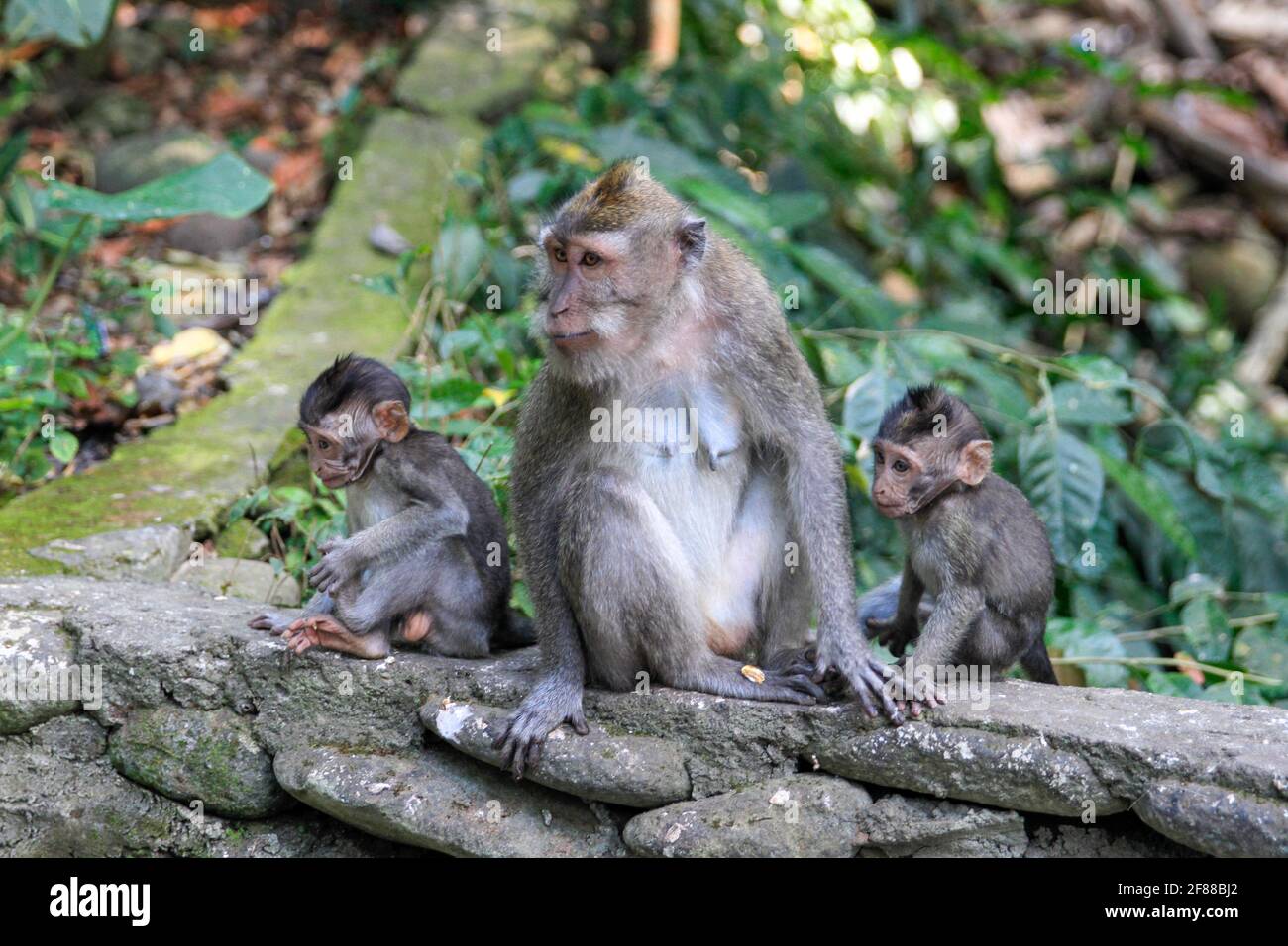 Scimmia macaque con bambini nella foresta delle scimmie, Ubud, Bali, Indonesia Foto Stock