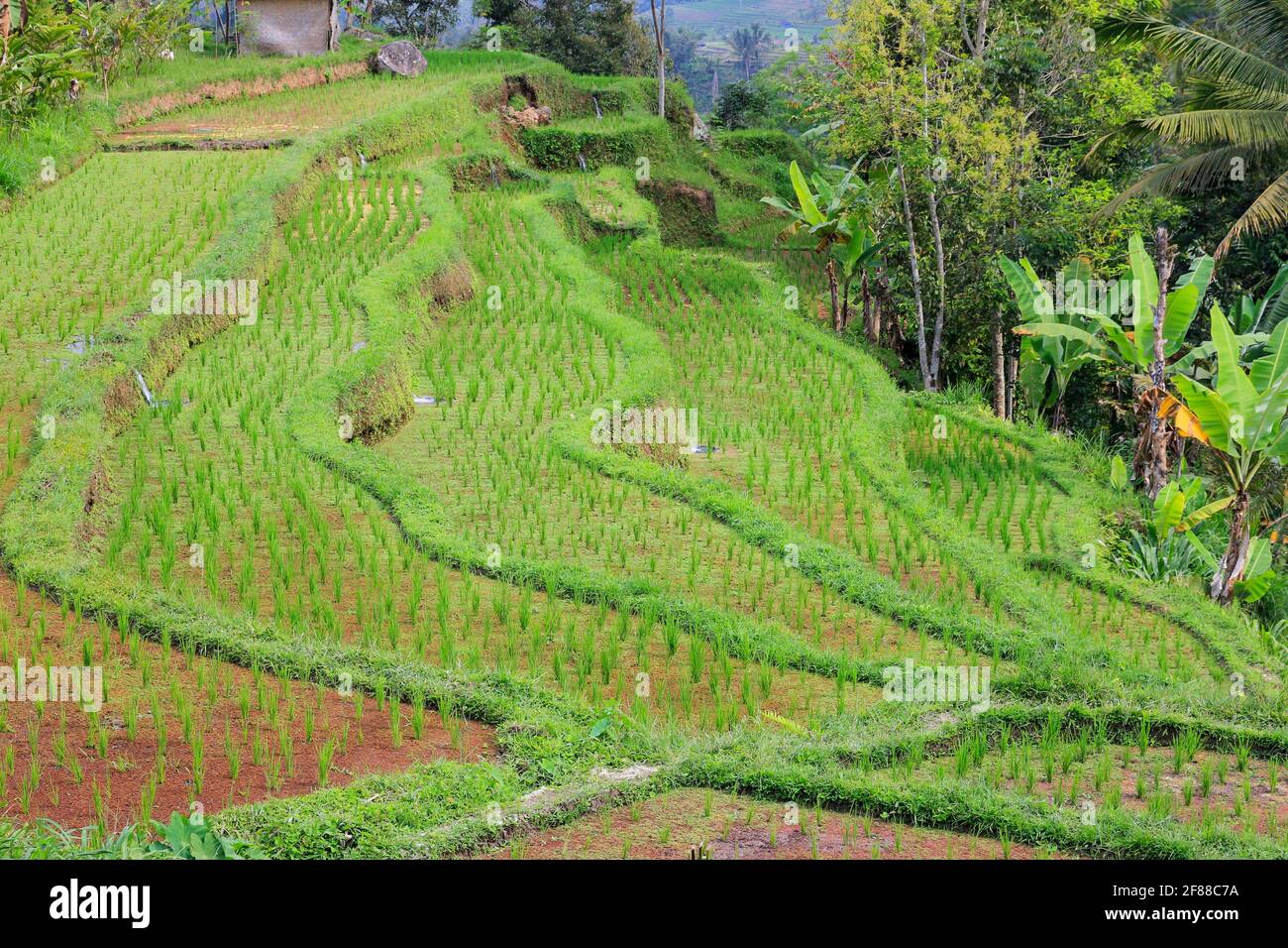 Risaie a schiera con palme nella zona rurale di Bali, Indonesia Foto Stock