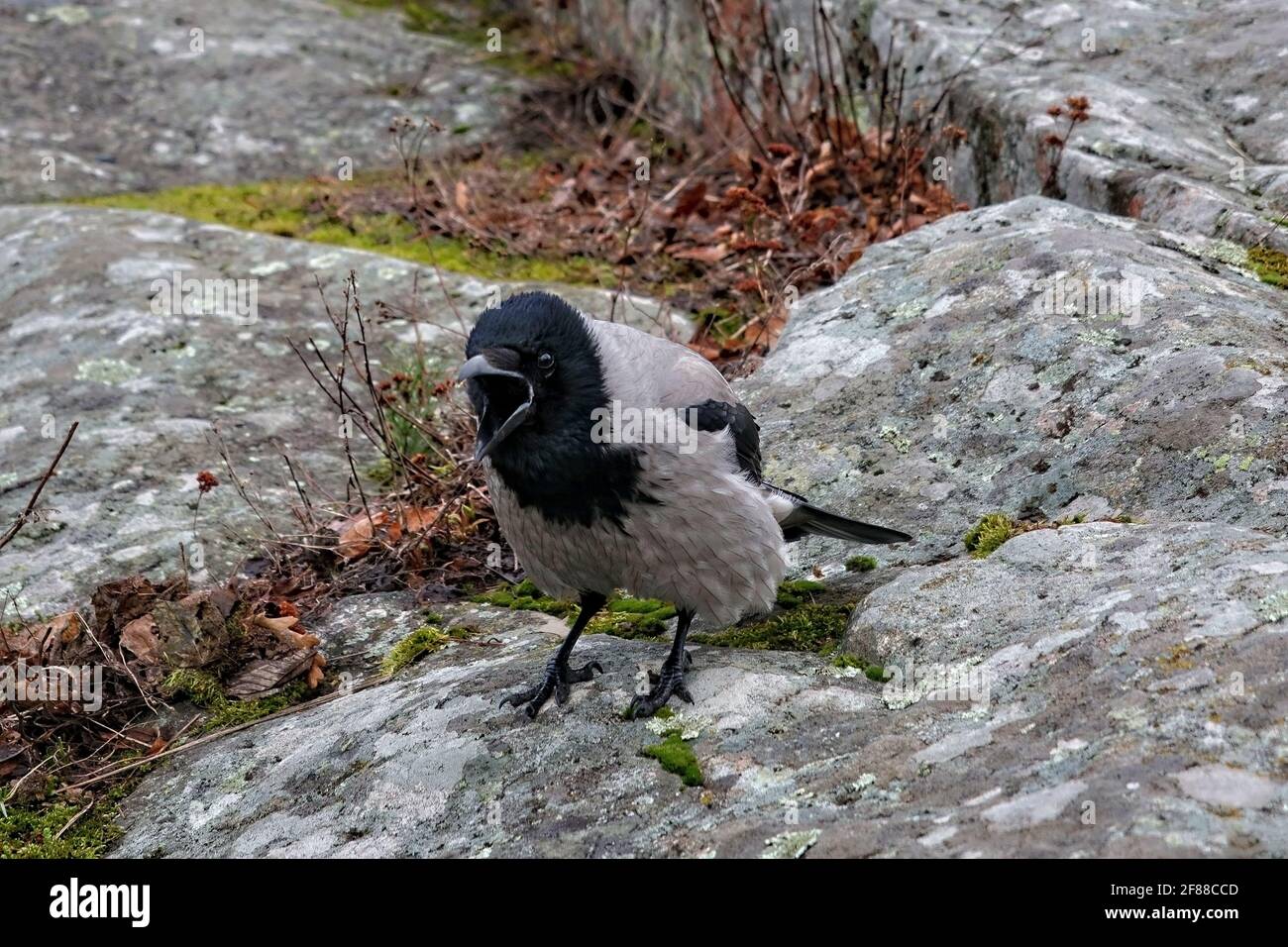 Corvo Hooded, corvus cornix, uccello maschio adulto che si accarezza sulla roccia e che mostra il comportamento territoriale in primavera. Foto Stock