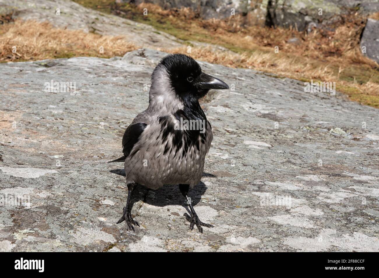 Corvo Hooded, corvus cornix, uccello maschio adulto che si trova su un terreno roccioso e che mostra il comportamento territoriale in primavera. Foto Stock