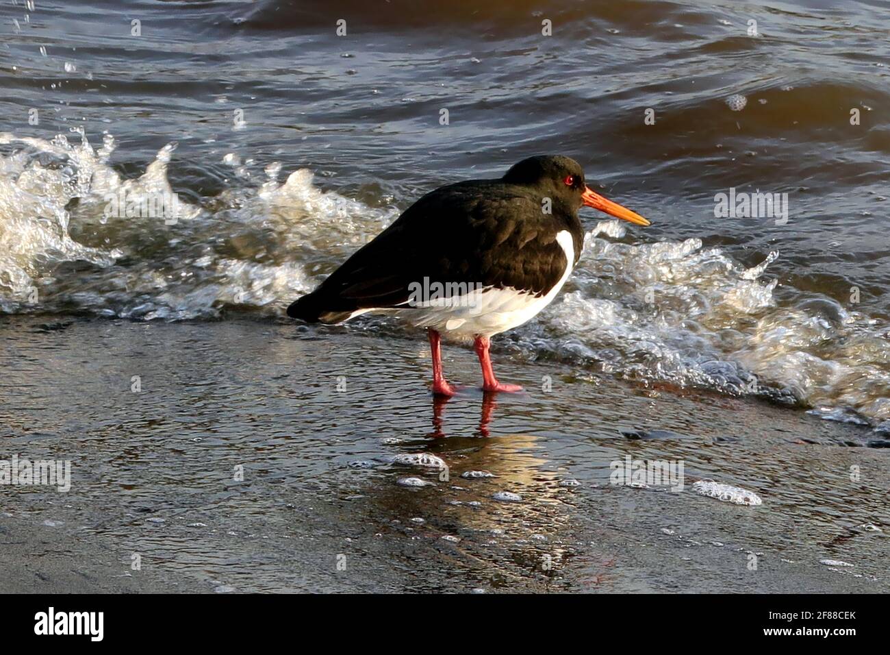 Haematopus ostralegus, ostrica eurasiatica, in piedi in acqua di spiaggia nella luce dorata di una mattina di primavera. Foto Stock