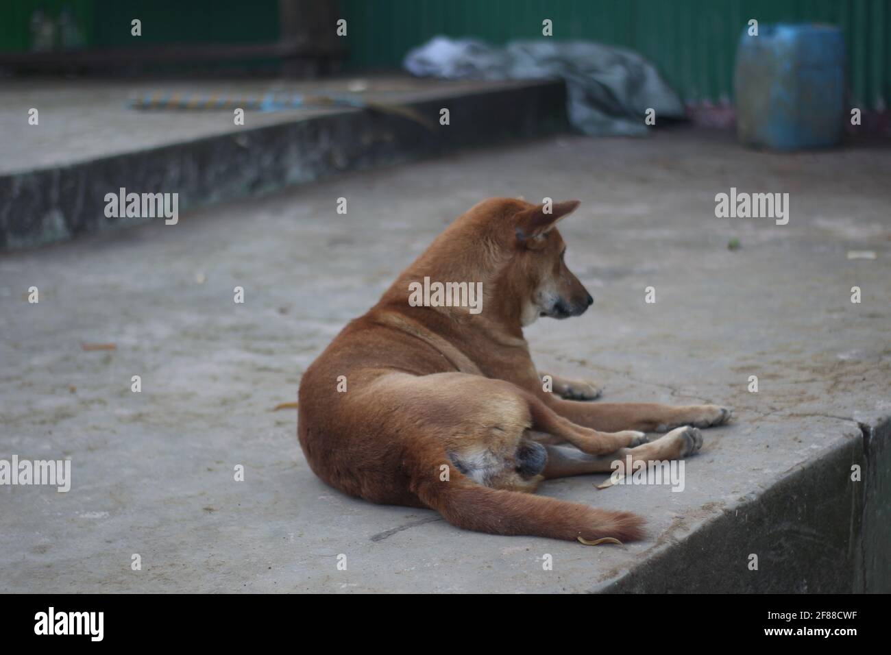 Il bel cane che dormiva sul pavimento. Foto Stock
